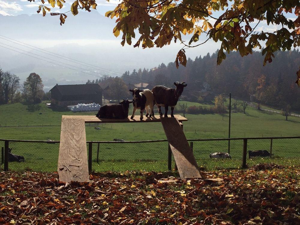 Hotel Landgasthof Santisblick Abtwyl Exterior foto